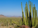 Hike Alamo Canyon Trail, Organ Pipe Cactus National Monument, Arizona