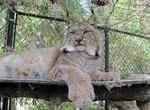 Visit Big Bear Alpine Zoo, Big Bear Lake, California