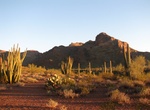Camp at Alamo Canyon Campground, Organ Pipe Cactus National Monument, Arizona