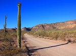 Drive or Mountain Bike Ajo Mountain Drive, Organ Pipe Cactus National Monument, Arizona
