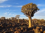 Explore Quiver Tree Forest, Namibia