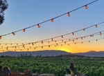 Attend Valle Food & Wine Festival, Ensenada, Baja California