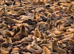 See Cape Cross Seal Colony, Skeleton Coast, Namibia