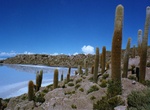 Visit Isla del Pescado, Salar de Uyuni Salt Flats, Bolivia