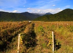 Wine Tasting in Kakheti, Georgia
