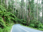 Drive Black Spur Road, Victoria, Australia