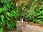 Hike Fern Canyon Loop Trail, Prairie Creek Redwoods State Park, California