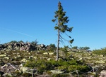 See Old Tjikko Tree, Sweden