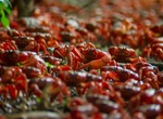 See Christmas Island Red Crab Migration