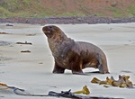 See Seals & Penguins at Sandfly Bay (Otago Peninsula), New Zealand