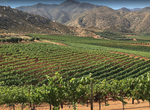 Visit Dovinto Winery & Resort, Baja California, Mexico