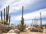 Explore Valle de los Cirios (Valley of the Candles), Baja California, Mexico