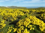See Wildflowers on Channel Islands, California