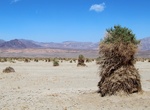 See Devil's Cornfield, Death Valley National Park, California