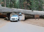 Drive through  Tunnel Log, Sequoia National Park, California