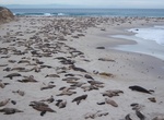 Guided Hike to See Elephant Seals at Cardwell Point, San Miguel Island, California