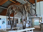 Visit Yukon Beringia Interpretive Centre, Whitehorse, Yukon, Canada