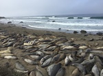 See Piedras Blancas Elephant Seal Rookery, California