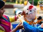 Attend Kukur Tihar ("day of the dogs"), Nepal