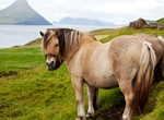 Ride Horses Faroe Islands