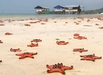 Visit Starfish Beach, Phu Quoc, Viet Nam