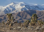 See Beaver Dam Wash Joshua Trees, Utah
