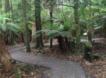 Explore Dip River Forest Reserve, Tasmania, Australia
