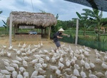Visit The Duck Stop, Phong Nha, Viet Nam