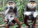Visit Endangered Primate Rescue Center, Cuc Phuong National Park, Viet Nam
