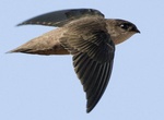 Spot Vaux's Swift (Chaetura vauxi)