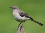 Spot Northern Mockingbird (Mimus polyglottos)
