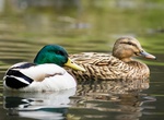 Spot a Mallard (Anas platyrhynchos)