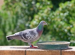 Spot Domestic Pigeon (Columba livia)
