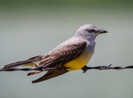 Spot Cassin's Kingbird (Tyrannus vociferans)
