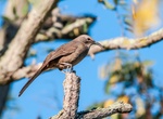 Spot California Thrasher (Toxostoma redivivum)