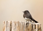 Spot Black Phoebe (Sayornis nigricans)
