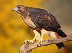 Spot Red-Tailed Hawk (Buteo jamaicensis)
