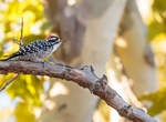 Spot Nuttall's Woodpecker (Picoides Nuttallii)