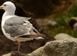 Spot Western Gull (Larus occidentalis)