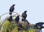 Spot American Crow (Corvus Brachyrhynchos)