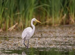 Spot a Great Egret (Ardea alba)