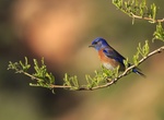 Spot Western Bluebird (Sialia Mexicana)