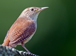 Spot House Wren (Troglodytes aedon)