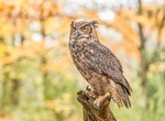 Spot Great Horned Owl (Bubo virginianus)