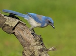Spot California Scrub Jay (Aphelocoma californica)