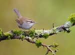 Spot Bewick's Wren (Thryomanes bewickii)