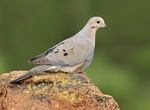Spot Mourning Dove (Zenaida macroura)