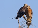 Spot Red-Shouldered Hawk (Buteo lineatus)