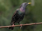 Spot European Starling (Sturnus vulgaris)