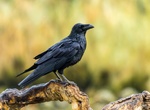 Spot Common Raven (Corvus corax)